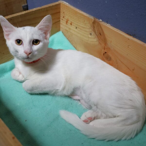 Little Dot - Female, Born 5/6/23