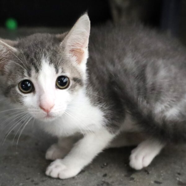 Napolean - Male, Born 6/14/23