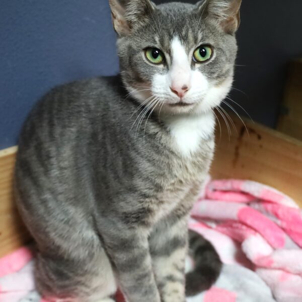Stormie - Male, Born 4/5/23