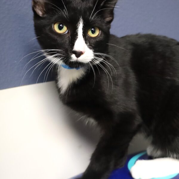 Tuxie - Male, Born 5/6/23