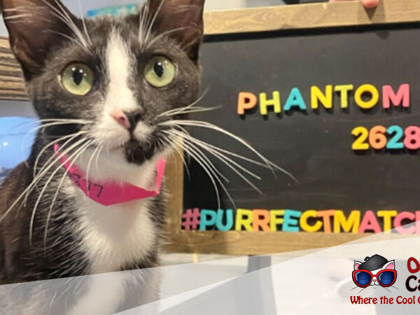 orlando-cat-cafe-cats